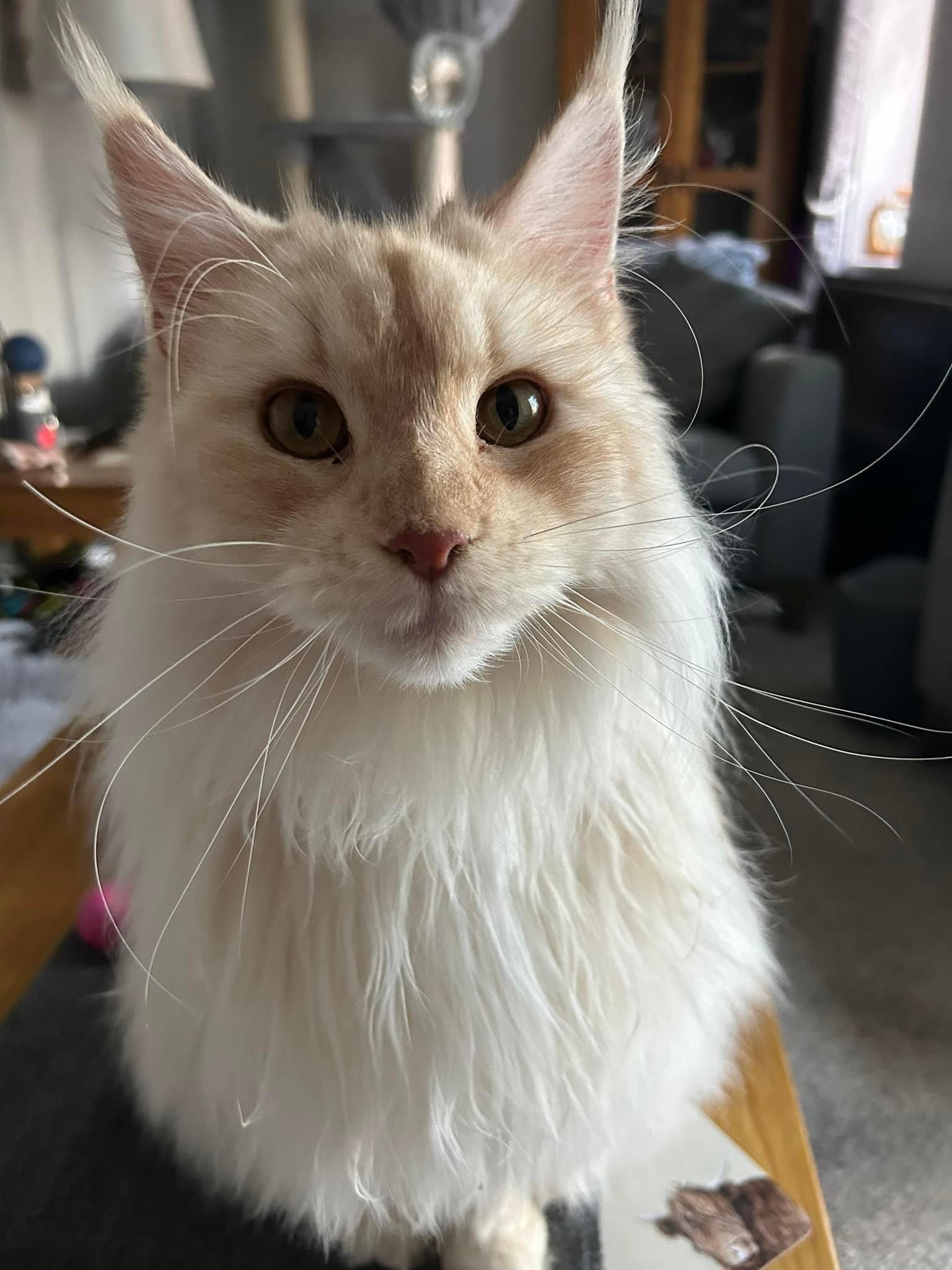 Happy pet (placeholder)